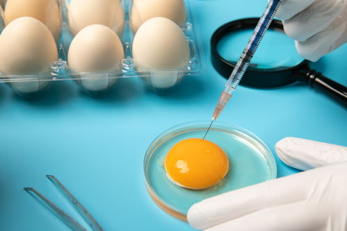 提取雞蛋食品安全農業科技食品培育攝影圖 插畫 下載至來源處